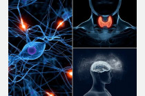 UP 5- La funció de relació: sistema nerviós i sistema endocrí.