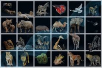 UP 4- Els animals vertebrats.