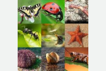 UP 4- Els animals invertebrats.